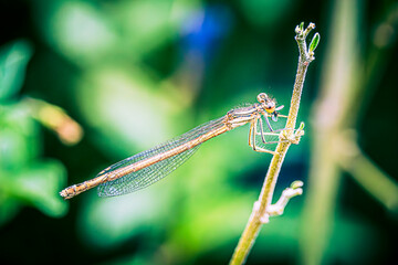 close up of dragonfly