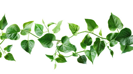 Close-up of a green ivy vine with leaves against a white background. Perfect for design, nature, or gardening themes