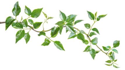 Close-up of green plant branch with lush leaves isolated on white background. Perfect for nature, eco, and organic themes.