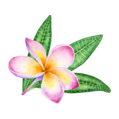 Hand drawn watercolor composition of Pink Plumeria Flower isolated on a white background.
