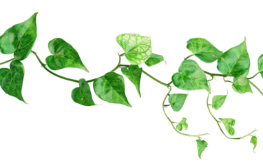A vibrant green ivy vine with lush leaves on a transparent background, perfect for nature-themed design projects and illustrations.
