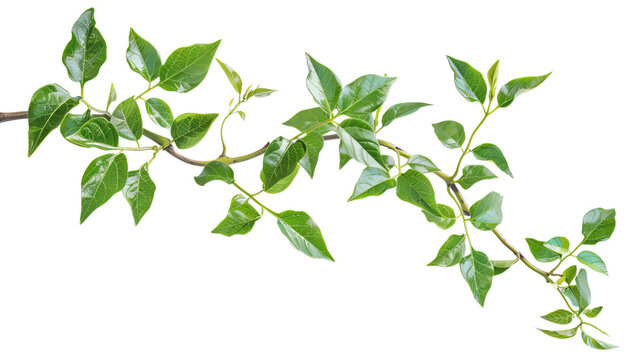 Fototapeta Close-up of green plant branch with lush leaves isolated on white background. Perfect for nature, eco, and organic themes.