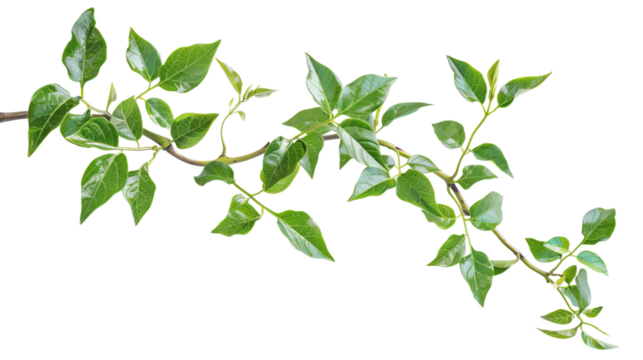 Close-up of green plant branch with lush leaves isolated on white background. Perfect for nature, eco, and organic themes.