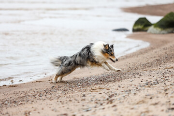 Blue merle shetland sheepdog running in coastal line.