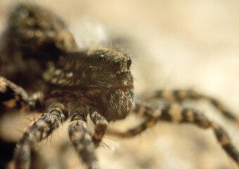 Macro photography portrait of a spider.A genus from the family of wolf spiders. Fear of bugs.