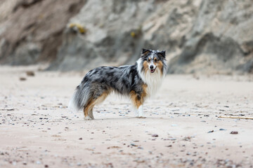 Rare blue merle shetland sheepdog near Baltic sea shoreline.