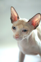 Portrait of cute sphinx cat