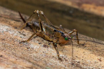 Parasubria vittipes insect in Sao Francisco de Paula, South of Brazil
