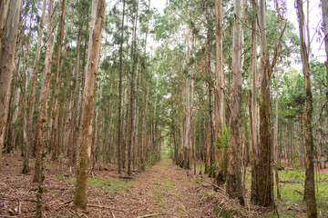 Eucalyptus plantation in Sao Francisco de Paula, South of Brazil