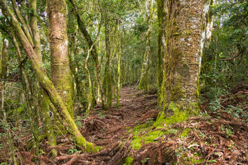 Obraz premium Hiking path through old Araucaria angustifolia trees in Sao Francisco de Paula, South of Brazil