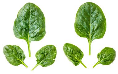 Fresh spinach leaves isolated on white background. Healthy green vegetable for salads, smoothies, and cooking. Organic, nutritious food.