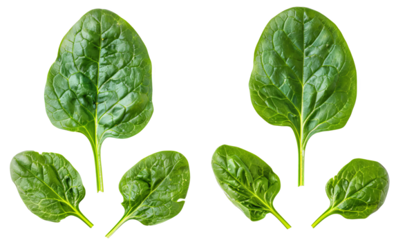 Fresh spinach leaves isolated on white background. Healthy green vegetable for salads, smoothies, and cooking. Organic, nutritious food.