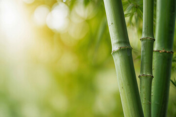 Fototapeta premium Bright green bamboo stems close up on a blurred green background with space for text