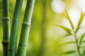 Fototapeta premium Closeup of bright green bamboo stems close up on a blurred green background with space for text or ads