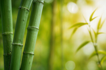 Fototapeta premium Closeup of bright green bamboo stems on a blurred green background with space for text or ads