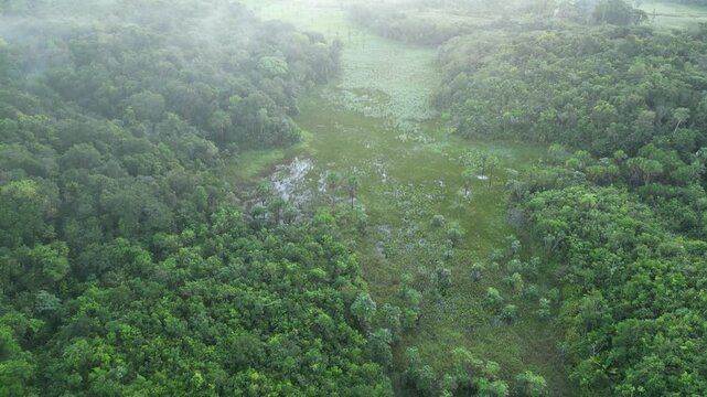 Selva Floresta Amaz&ocirc;nica Amap&aacute; Amazonas Natureza Tropical Biodiversidade &Aacute;rvores Rios Exuberante Vegeta&ccedil;&atilde;o Animais Am&eacute;rica do Sul Flora Sustentabilidade Preserva&ccedil;&atilde;o Aventura Paisagem Ecol&oacute;gica Brasil
