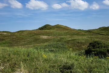 Picturesque green meadows and dunes on the island of Texel, in the north of the Netherlands.