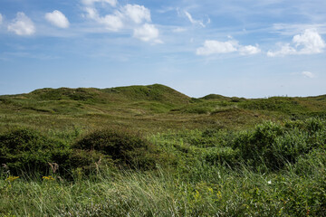 Picturesque green meadows and dunes on the island of Texel, in the north of the Netherlands.