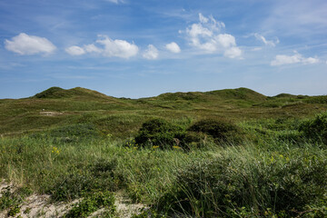 Picturesque green meadows and dunes on the island of Texel, in the north of the Netherlands.
