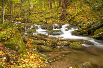 Grear Smoky Mountains National Park, Tennessee - a small stream flowing through a hardwood  forest,...