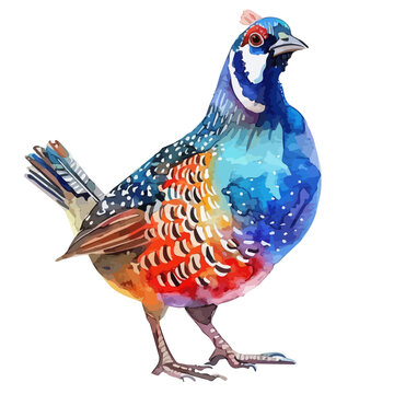 recommend clip art: Watercolor clipart vector of a quail, isolated on a white background, quail vector, Illustration painting, Graphic logo, drawing design art