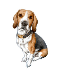 Beagle dog portrait watercolor painting