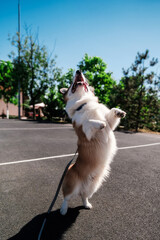 Pembroke Welsh Corgi dog walks on a sunny day. Jumps up and stretches out, follows the command. Happy little dog. Concept of care, animal life, health, show, dog breed