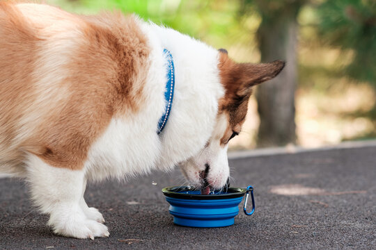 Pembroke Welsh Corgi dog walks in a city park on a sunny day. Drinks water from a collapsible bowl. Cheerful fussy puppies. Raising puppies, cynology, training