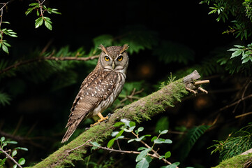 owl on branch