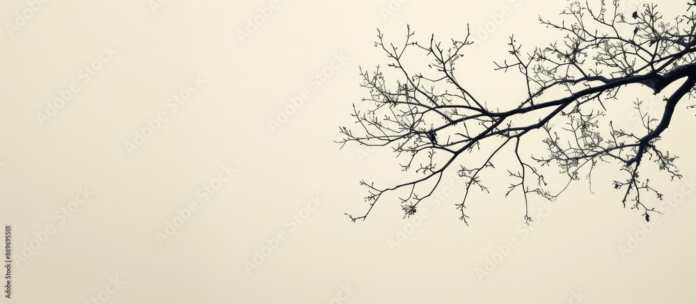 Poster Tree branches without leaves against a pale sky with copy space image.
