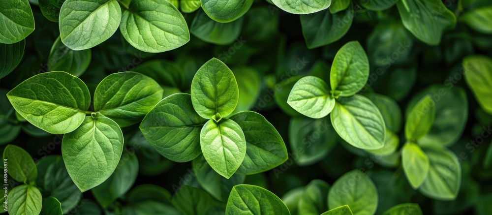 Poster macro photo of a background of green leaves with copy space image.