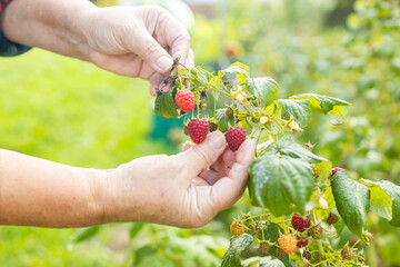 Close-up of harvest of ripe raspberries in garden. Woman's hands picking berries from bush in wicker basket. High quality photo