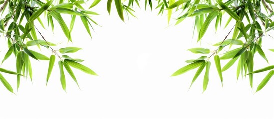 Fototapeta premium Green bamboo leaves on a white background with copy space image; Bamboo branches visible from a bottom perspective, commonly grown in Asia for various uses in cuisine and decor to enhance natural