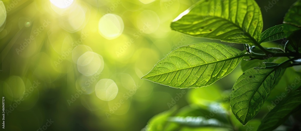 Poster green leaf in a garden with a blurry green backdrop, providing copy space for text, ideal for concep