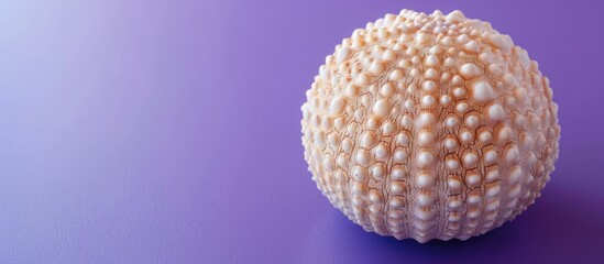 Minimal summer composition featuring a sea urchin shell in soft natural hues set against a vibrant purple background with copy space image.