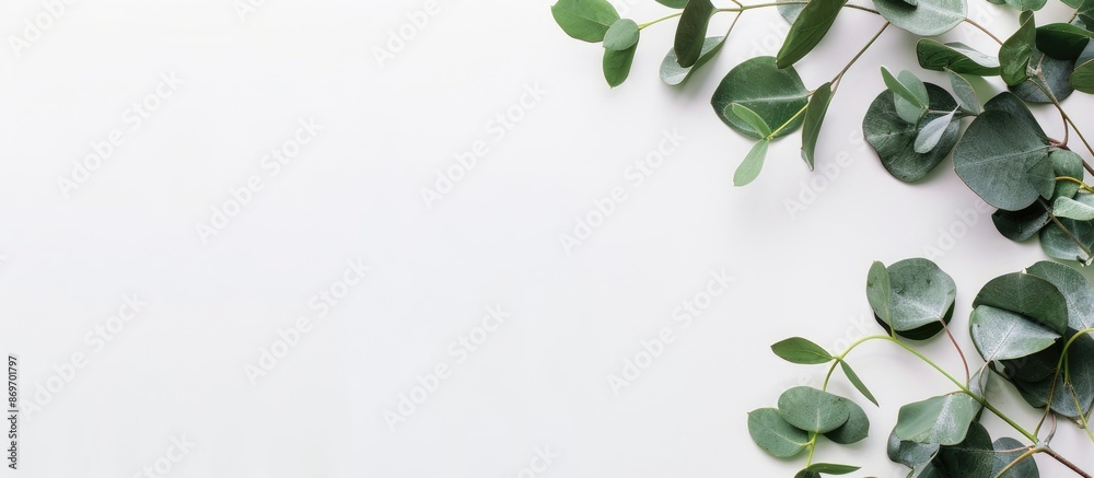 Aufkleber Eucalyptus branches on a white backdrop for aromatherapy, creating a beautiful bouquet with a place for text, copy space image.