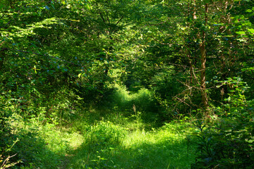 Fototapeta premium Samois comunal forest in the Fontainebleau Massif