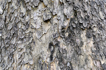 Texture of old tree bark. Natural treecreeper background.