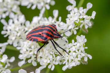 Italian striped bug - Graphosoma italicum, beautiful colored bug from European meadows and...