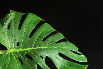 Monstera leaf on a dark background, close-up. Green monstera leaf with water drops on a black background. Tropical plant. Wet monstera leaf with holes. Tropical plants background © Mariia