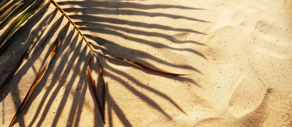 Sticker top view of a palm leaf shadow on sandy surface, with empty space for text or image embedded in the 