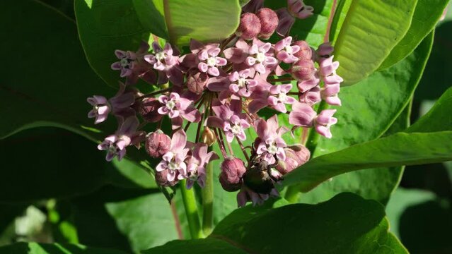 Pink milkweed flowers blooming in summer