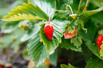 Red and green berries in the forest. Wild strawberry bush in the nature. Fragaria vesca. Healthy food and balanced nutrition.
