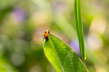 a beetle sitting on a wildflower. This insect has the scientific name Crioceris asparagi.