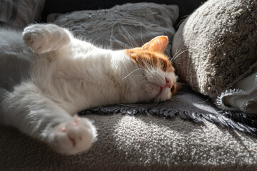 brown and white cat with yellow eyes lying on a sofa under the light of the window. close up