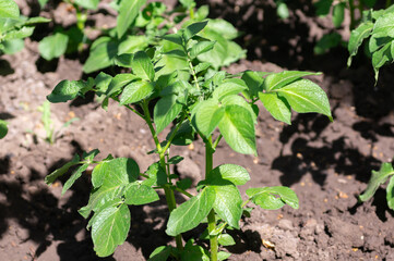 The potatoes are growing in the bed. Concept of vegetable garden, gardening, growing vegetables