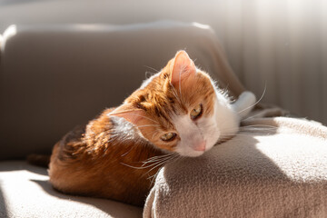 brown and white cat with yellow eyes lying on a sofa under the light of the window