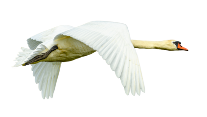 mute swan (Cygnus olor) flying