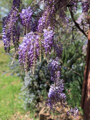 flowers in the garden