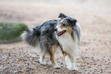 Rare blue merle shetland sheepdog sheltie walking on Balitc seaside rocks.
